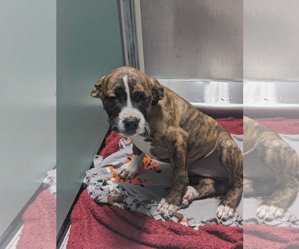 Medium Photo #2 Boxer-Unknown Mix Puppy For Sale in Woodbury, NY, USA