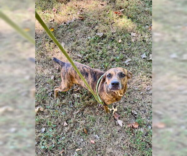 Medium Photo #2 Mountain Cur-Unknown Mix Puppy For Sale in Sparta, TN, USA