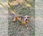 Small Photo #2 Mountain Cur-Unknown Mix Puppy For Sale in Sparta, TN, USA