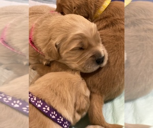 Golden Retriever Puppy for sale in PALM SPRINGS, CA, USA