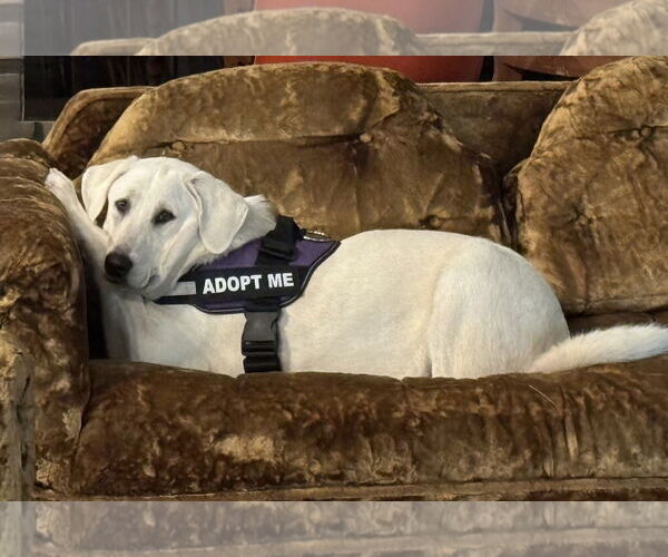 Medium Photo #3 Great Pyrenees-Unknown Mix Puppy For Sale in Dallas, TX, USA