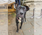 Small #2 American Pit Bull Terrier-Labrador Retriever Mix