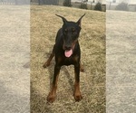 Small #1 Doberman Pinscher