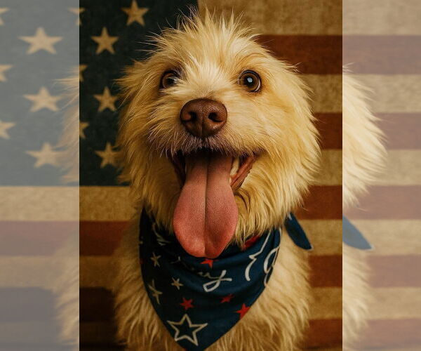 Medium Photo #4 Mutt Puppy For Sale in Houston, TX, USA