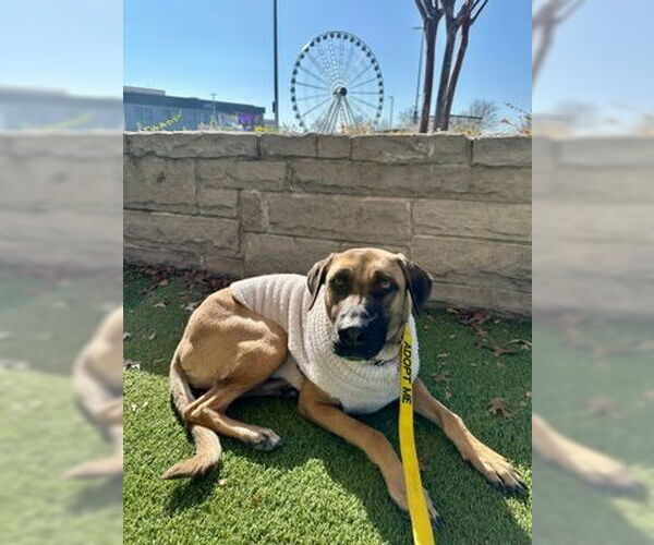 Medium Photo #7 German Shepherd Dog-Unknown Mix Puppy For Sale in Canton, CT, USA