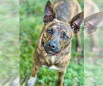 Small #4 Chihuahua-Feist Terrier Mix