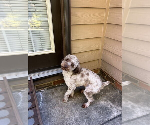 Medium Photo #3 Poodle (Miniature)-Unknown Mix Puppy For Sale in Raleigh, NC, USA