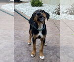 Small #4 Labrador Retriever Mix