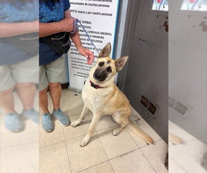 Mutt Dogs for adoption in Stockton, CA, USA