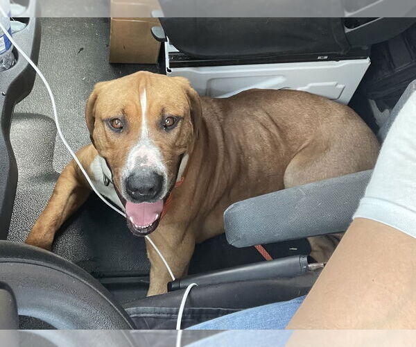 Medium Photo #4 Great Dane-Labrador Retriever Mix Puppy For Sale in Brewster, NY, USA