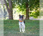 Small #1 Mutt