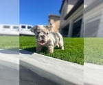Small #2 French Bulldog