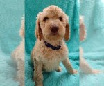 Puppy 6 Poodle (Standard)
