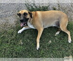 Small #2 Mutt