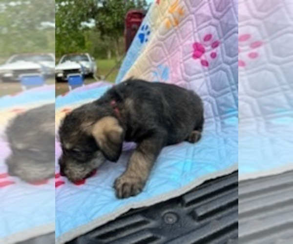 Medium Photo #6 Schnauzer (Giant) Puppy For Sale in SAINT CLOUD, FL, USA
