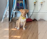 Small Mutt