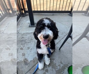 Miniature Bernedoodle Puppy for sale in CARY, NC, USA