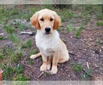 Small Photo #1 Golden Retriever Puppy For Sale in PEYTON, CO, USA