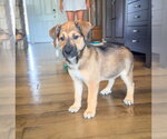 Small #1 Mutt