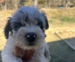 Puppy Puppy 2 Schnauzer (Miniature)