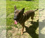 Small #6 German Shepherd Dog Mix