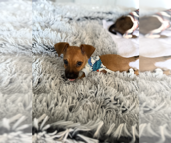 Medium Photo #2 Chihuahua-Unknown Mix Puppy For Sale in Raleigh, NC, USA
