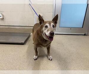 Mutt Dogs for adoption in Grand Prairie, TX, USA