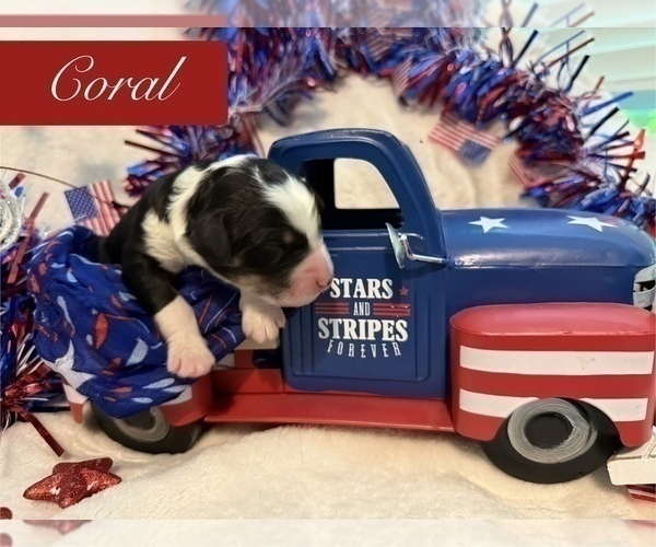 Medium Photo #2 Bernedoodle-Poodle (Standard) Mix Puppy For Sale in MENIFEE, CA, USA
