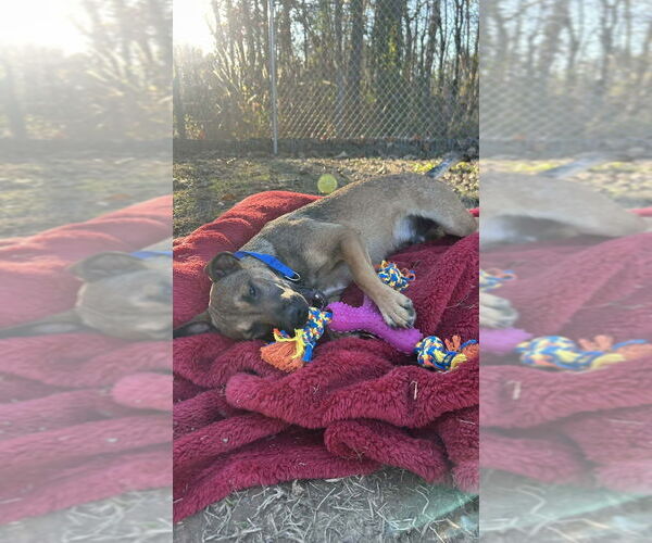 Medium Photo #4 Mountain Cur-Unknown Mix Puppy For Sale in Boston, MA, USA