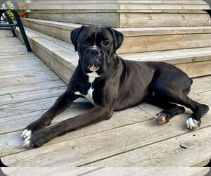 Medium Boxer