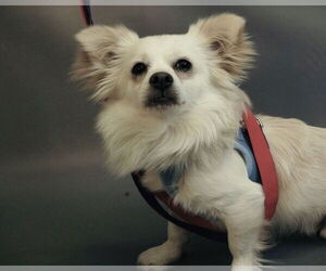 Alfredo - Male Paperanian Dog for Adoption - Photo #2