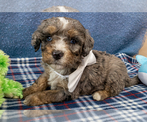 Bernedoodle (Miniature) Puppy for sale in ROY, UT, USA