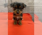 Small Photo #4 Yorkshire Terrier Puppy For Sale in RICHMOND, IL, USA