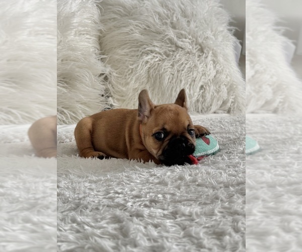 Medium Photo #5 French Bulldog Puppy For Sale in AURORA, CO, USA