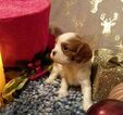 Small Photo #2 Cavalier King Charles Spaniel Puppy For Sale in HOHENWALD, TN, USA