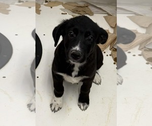 Labrador Retriever-Unknown Mix Dogs for adoption in Mechanicsburg, PA, USA