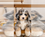 Puppy NUGGET Bernedoodle