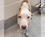 Small #1 Labrador Retriever Mix