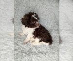 Small Photo #1 Shih-Poo Puppy For Sale in INDIANAPOLIS, IN, USA