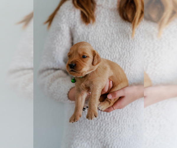 Medium Photo #3 Golden Retriever Puppy For Sale in REDDING, CA, USA