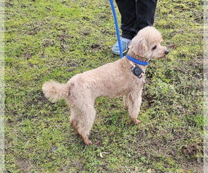 Teddy from Korea - Male Poodle (Toy) Dog for Adoption - Photo #2