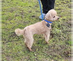Small Photo #2 Poodle (Toy) Puppy For Sale in Seattle, WA, USA