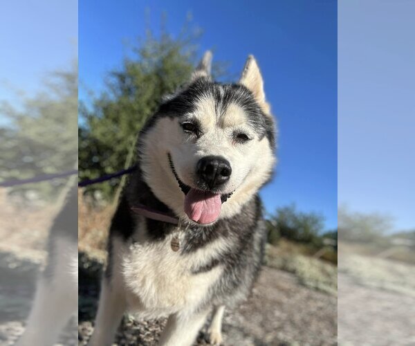 Medium Photo #6 Siberian Husky Puppy For Sale in  Ramona, CA, USA