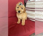 Small #5 Goldendoodle mix (+ Poodle Miniature)