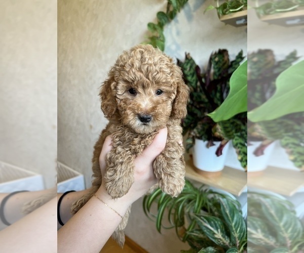 Medium Photo #10 Poodle (Toy) Puppy For Sale in MOUNT SOLON, VA, USA