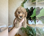 Small #9 Poodle (Toy)