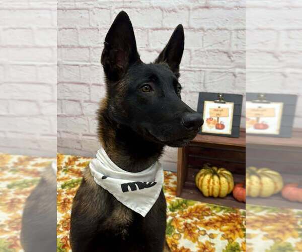 Medium Photo #3 Mutt Puppy For Sale in Imlay City, MI, USA