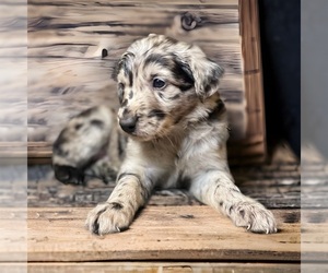 Hangin Tree Cowdog Puppy for sale in STEPHENVILLE, TX, USA
