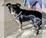 Small #3 Australian Shepherd