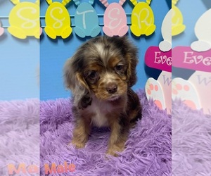 Cocker Spaniel Puppy for sale in DURANT, OK, USA